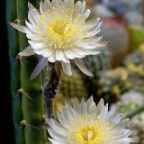 Peniocereus striatus RPS (small quantity)   ÉPUISÉ - OUT of STOCK - AGOTADO